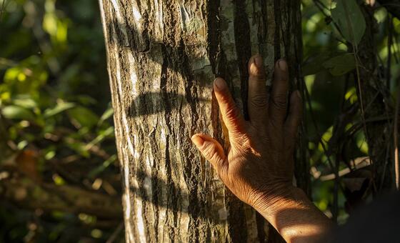 Restauração florestal avança no mundo com exemplos positivos no Brasil