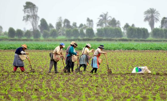 El Niño pode lançar 4,8 milhões na pobreza na América Latina e no Caribe