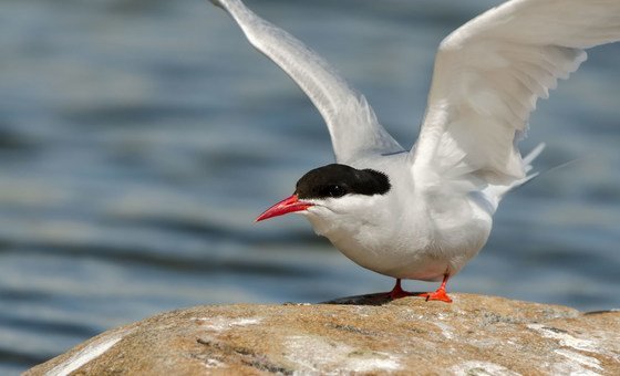 Pesca com espinhel ameaça cerca de 30 mil aves marinhas no Hemisfério Sul