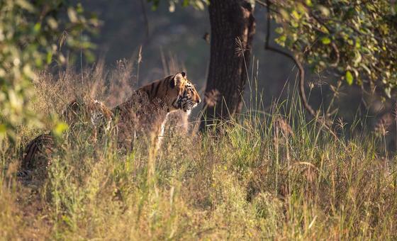 COP17 busca soluções para reverter perda de biodiversidade do planeta